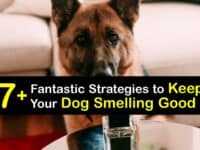 How to Make Your Dog Smell Good Without a Bath titleimg1