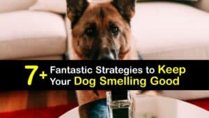 How to Make Your Dog Smell Good Without a Bath titleimg1