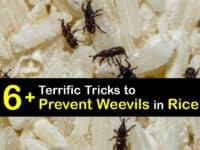 How to Prevent Weevils in Rice titleimg1