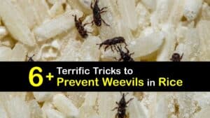 How to Prevent Weevils in Rice titleimg1