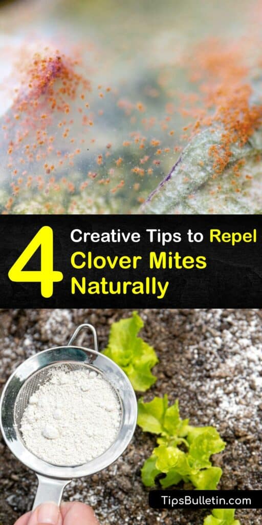 A spider mite or clover mite infestation demands immediate pest control. Bryobia praetiosa are tiny red bugs that damage lawns. Like wildlife control, insect control can take time. Get started on eliminating bugs immediately with boric acid, dish soap or diatomaceous earth. #repel #clover #mites