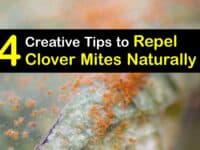 How to Repel Clover Mites titleimg1