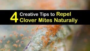 How to Repel Clover Mites titleimg1