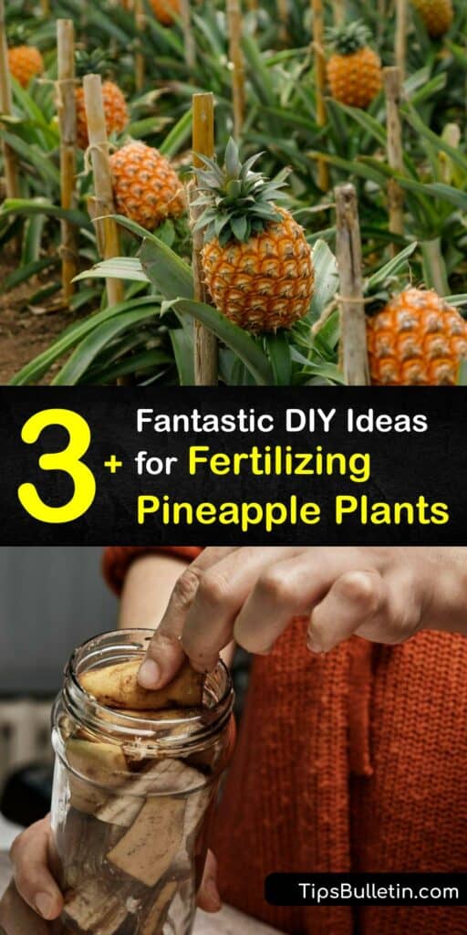 Whether you have a mature fruit tree or are growing pineapples indoors, the right plant fertilizer is vital. Craft DIY fertilizer for pineapple to enjoy an abundance of fruit and pineapple juice. Use homemade compost, coffee grounds, and Epsom salt. #homemade #fertilizer #pineapple