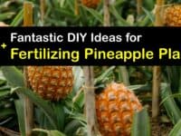 Homemade Fertilizer for Pineapple titleimg1