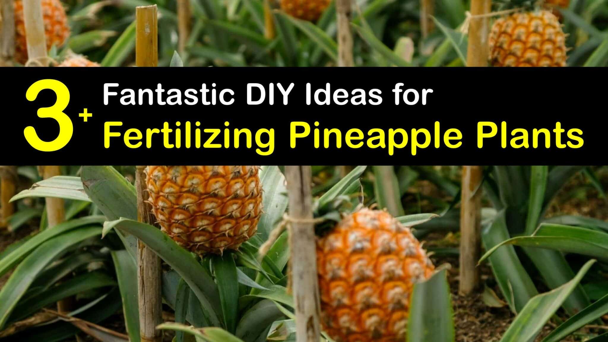 Pineapple Fertilizer DIY Ways to Feed Pineapple Plants