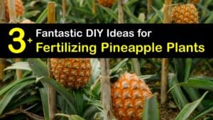 Homemade Fertilizer for Pineapple titleimg1