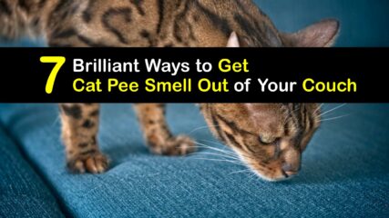 Cat Pee Odors -Ideas to Get Rid of Cat Urine Smell in the Couch