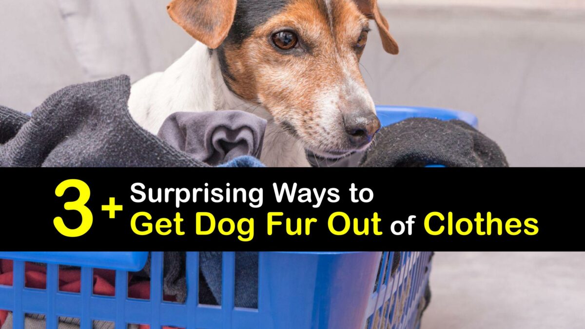Dog Fur Removal Clever Guide for Getting Dog Hair Off Clothes