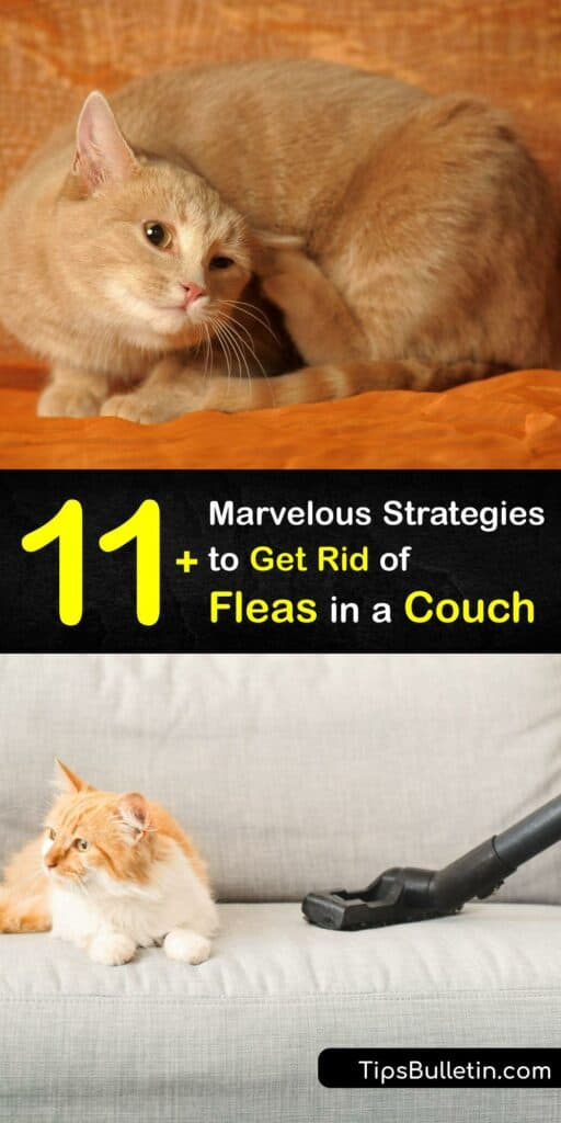 Eliminate an adult flea population and flea eggs from your sofa with DIY flea treatment. A flea bite or flea dirt indicates it’s time to start killing fleas. Get rid of and prevent fleas with lemon flea and tick home spray, baking soda, dish soap flea spray, and more. #rid #fleas #couch