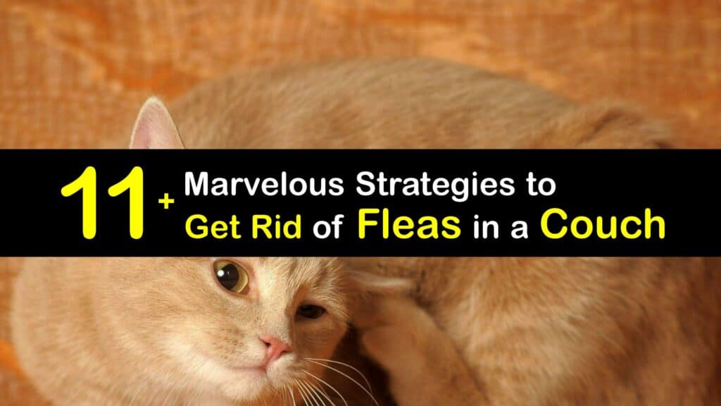 How to Get Rid of Fleas From a Couch titleimg1