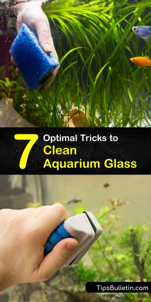 Clean aquarium glass is vital to keep the water clear and your pet fish healthy. Algae and white residue form hard water buildup on the sides of your aquarium. Remove them safely with a mag float, white vinegar, hydrogen peroxide glass cleaner, and more. #clean #aquarium #glass