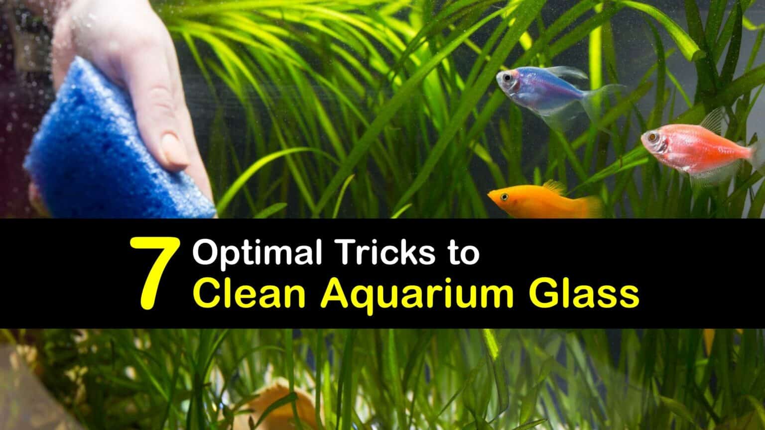 Aquarium Glass Cleaning Ways to Get Fish Tank Glass Clean