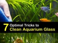 How to Clean Aquarium Glass titleimg1