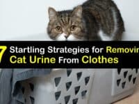 How to Get Cat Urine Out of Clothes titleimg1