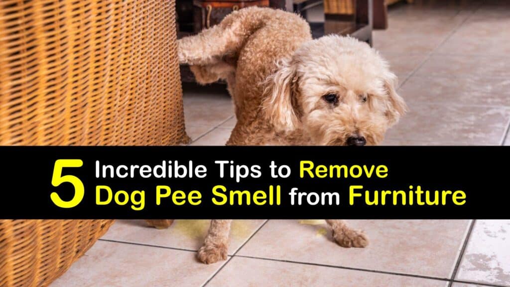 How to Get Dog Pee Smell Out of Furniture titleimg1