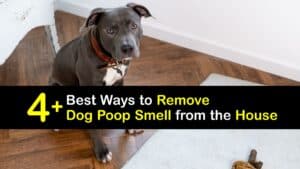 How to Get Rid of Dog Poop Smell in the House titleimg1