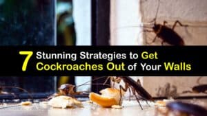 How to Get Rid of Roaches in Walls titleimg1