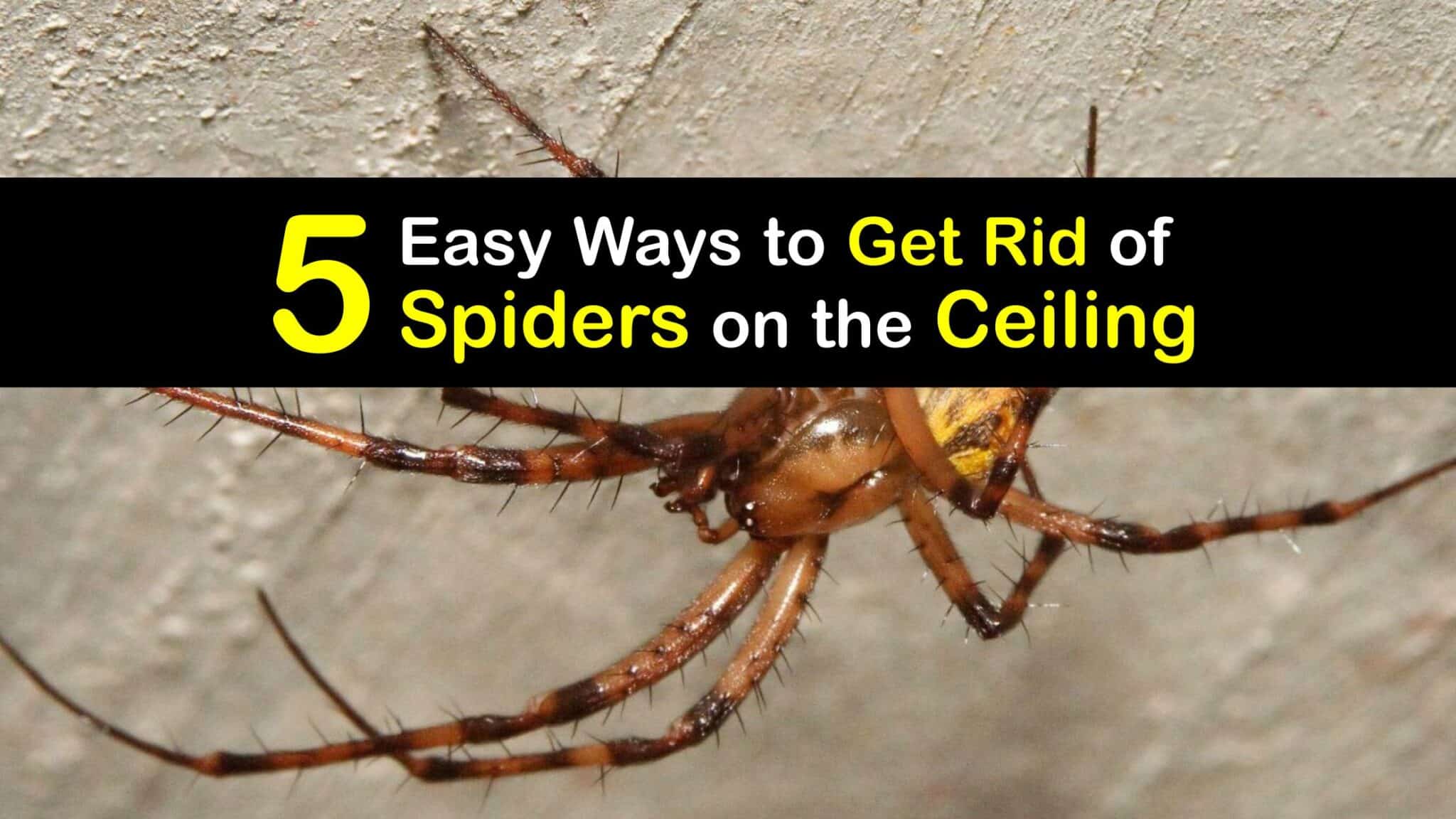 Spider Get Rid Killing Spiders - Tips for Getting Rid of a Spider on the Ceiling