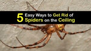 How to Get Rid of Spiders on the Ceiling titleimg1
