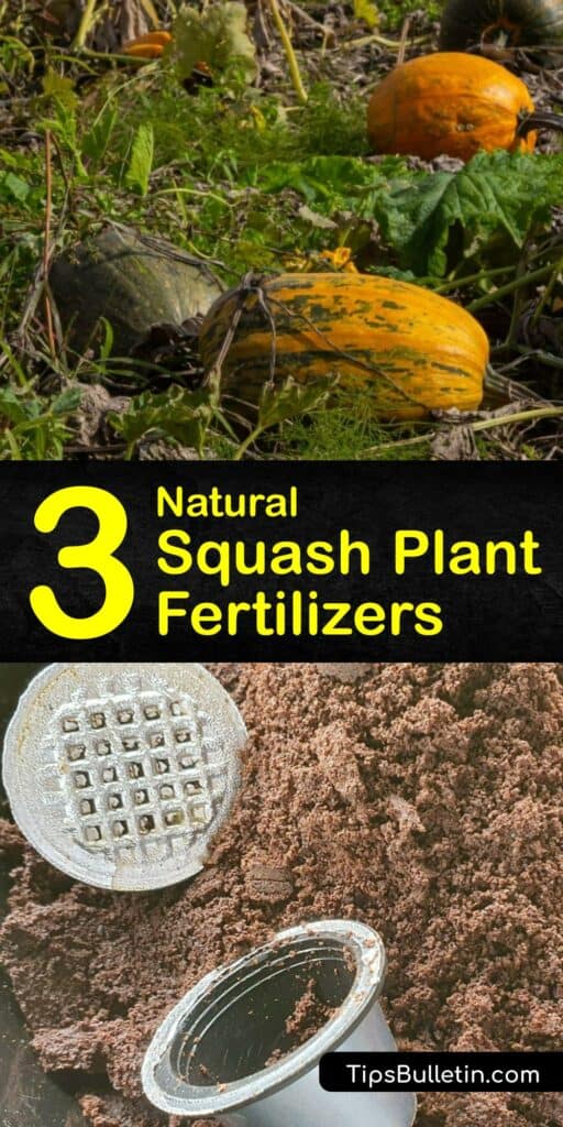 Discover how to feed your squash plant naturally with homemade fertilizer. Compost, Epsom salt, banana peels, and eggshells are the perfect organic fertilizer for a squash plant, whether winter squash or summer squash. #homemade #fertilizer #squash