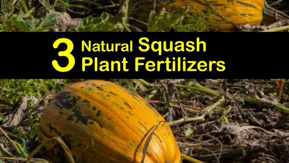 Terrific Squash Plant Food DIY Squash Fertilizer