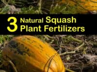 Homemade Fertilizer for Squash titleimg1