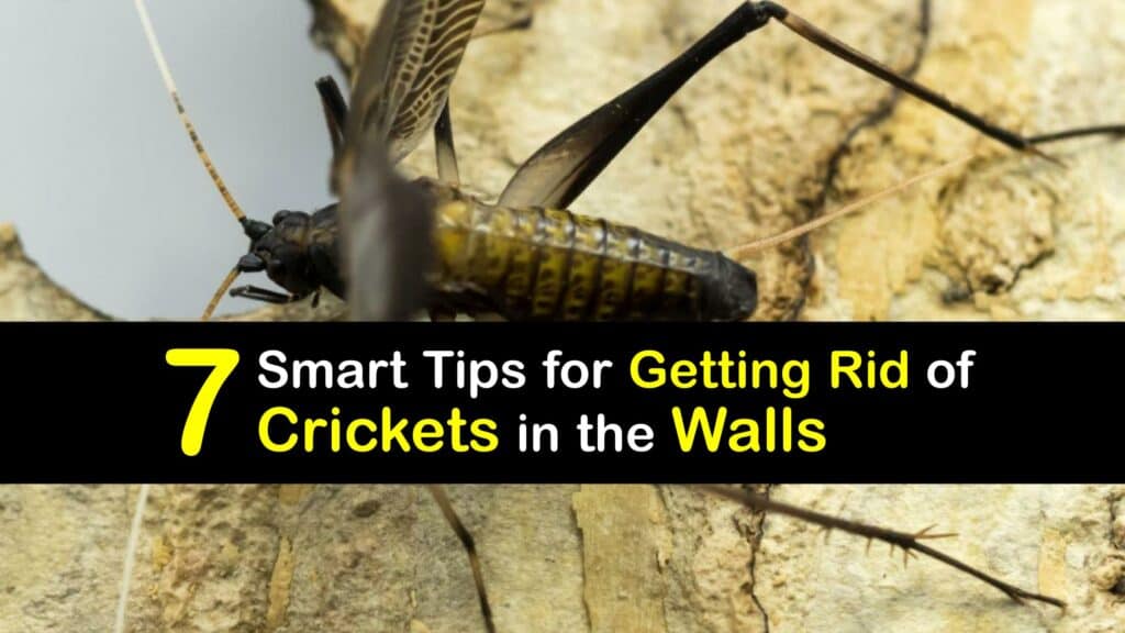 How to Get Rid of Crickets in Walls titleimg1