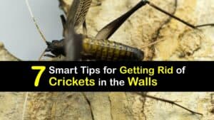How to Get Rid of Crickets in Walls titleimg1