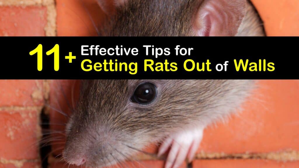 How to Get Rid of Rats in Walls titleimg1