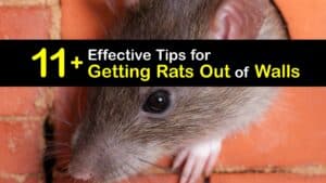 How to Get Rid of Rats in Walls titleimg1