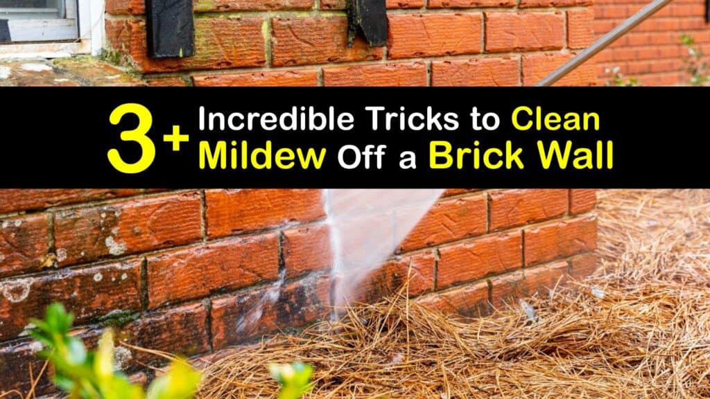 How to Remove Mold From a Brick Wall titleimg1