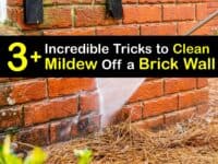 How to Remove Mold From a Brick Wall titleimg1