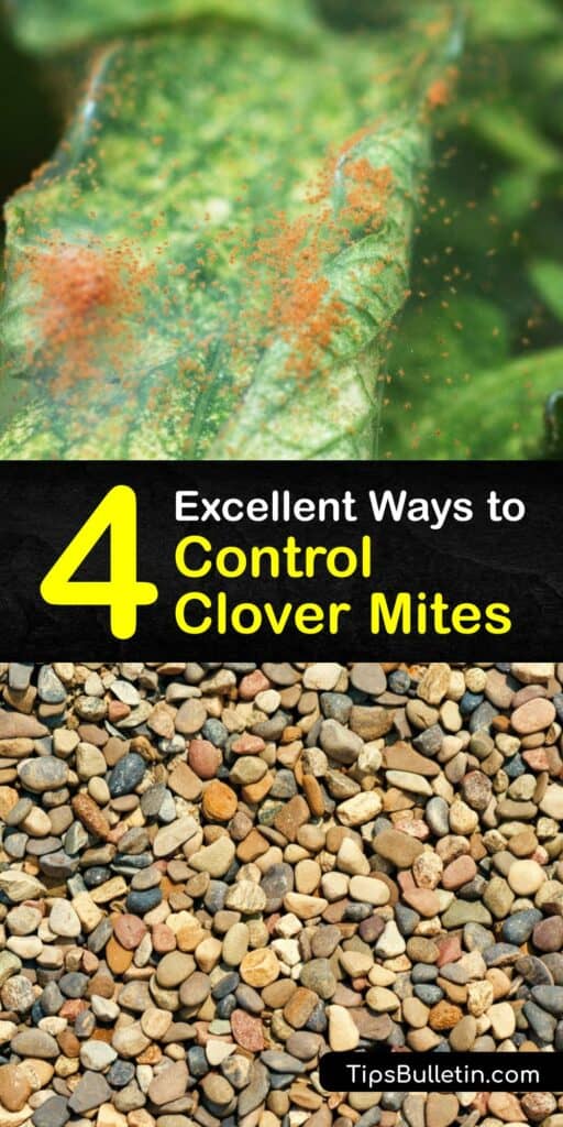 Clover mite prevention is easy and achievable with the proper environmental controls. Learn how to spot an adult cover mite and choose a natural method of insect control to contain the infestation. Put the power back in your hands when it comes to clover mite control. #control #clover #mite