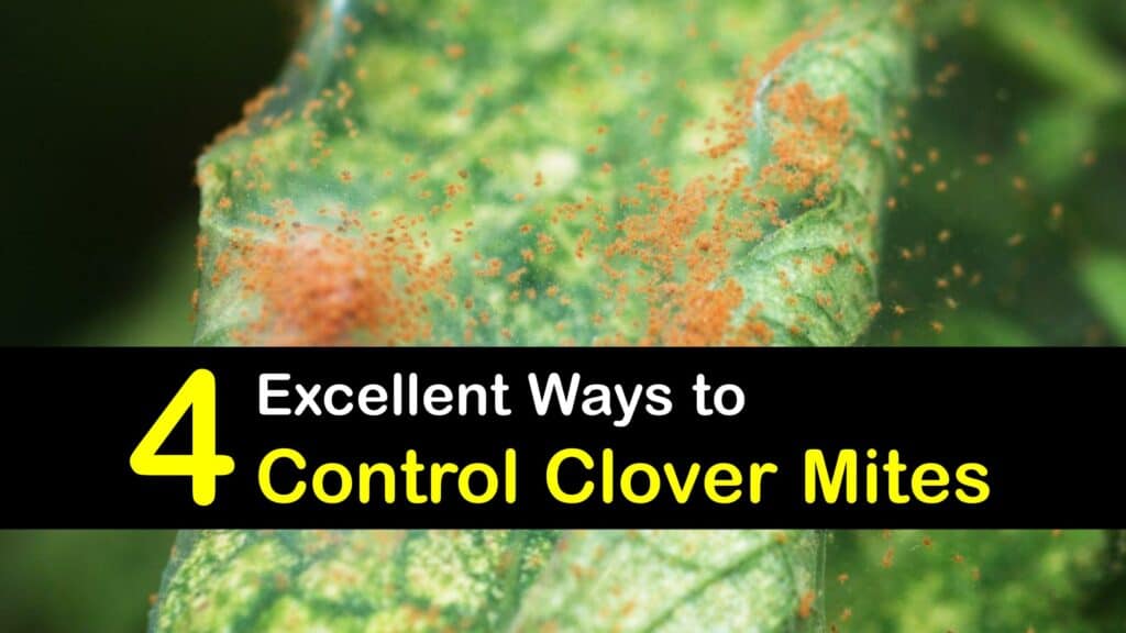How to Control Clover Mites titleimg1
