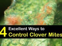 How to Control Clover Mites titleimg1