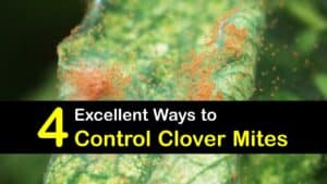 How to Control Clover Mites titleimg1