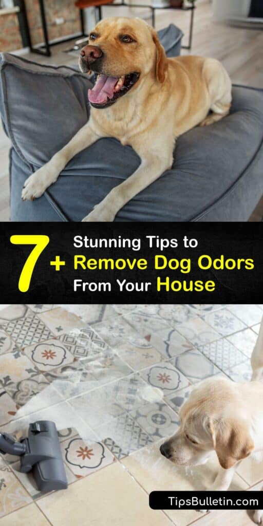 Dog odor, dog urine stains, and pet hair are challenges for dog owners. Find out how to remove the dog pee and pet smell from your home with simple hacks. Eliminate pet odor and the stench of pet urine with an essential oil spray, baking soda, white vinegar, and more. #dog #smell #house #remove