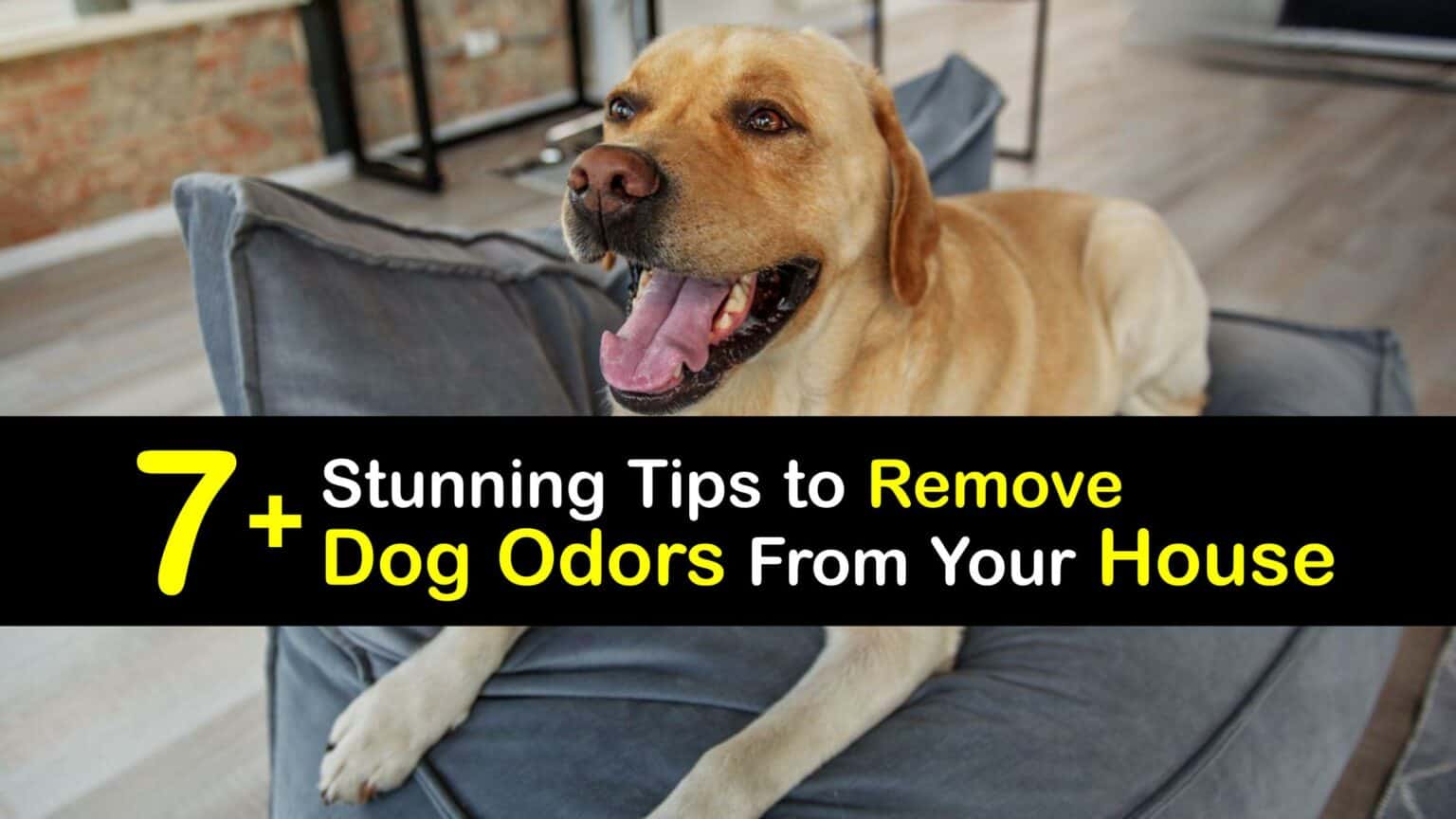 How To Remove Dog Odor In House