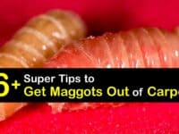 How to Get Maggots Out of Carpet titleimg1
