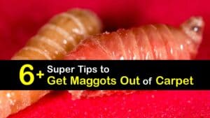 How to Get Maggots Out of Carpet titleimg1