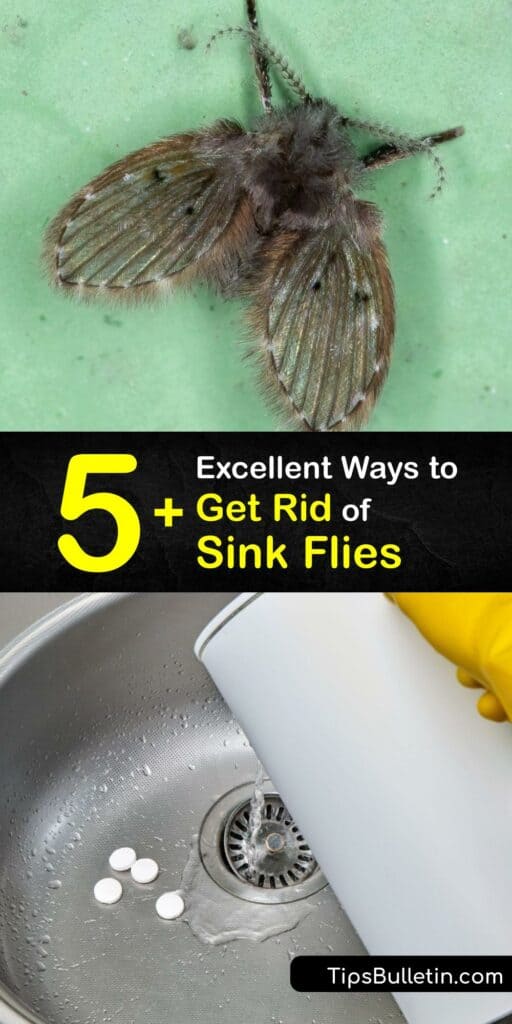 A drain fly infestation is distressing. Fortunately, a combination of drain cleaning and traps typically resolves the issue. Sewer flies are drawn to standing water and rotting food. Get rid of the pests with boiling water, baking soda spray, vinegar, and more. #get #rid #sink #flies
