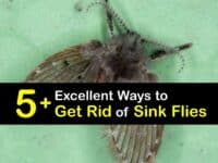How to Get Rid of Sink Flies titleimg1