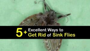 How to Get Rid of Sink Flies titleimg1