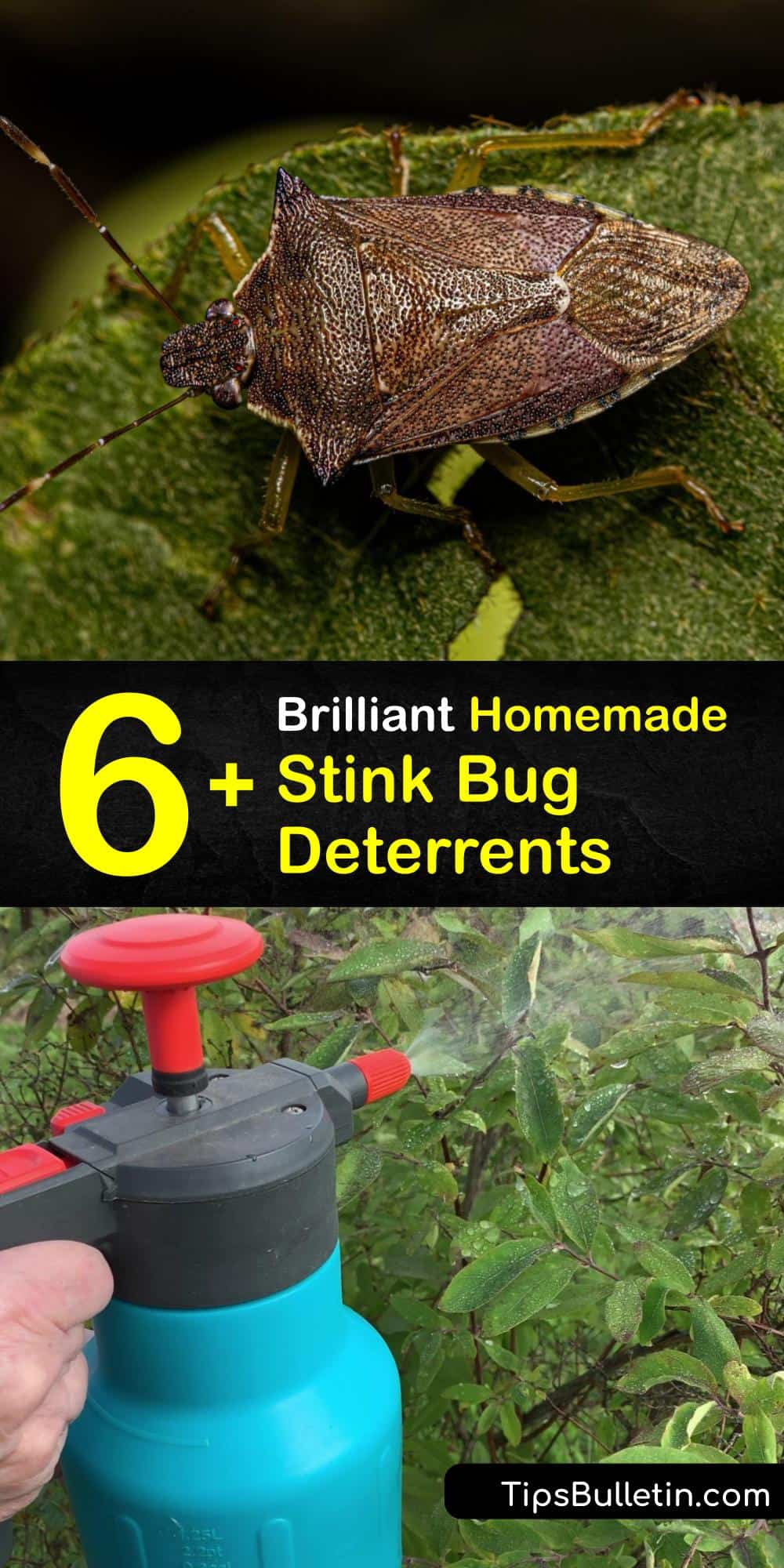 Stink Bug Repellent