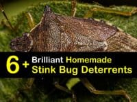 Natural Stink Bug Repellent titleimg1