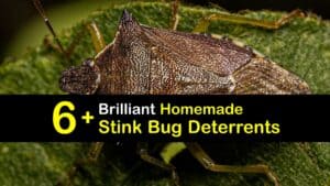 Natural Stink Bug Repellent titleimg1