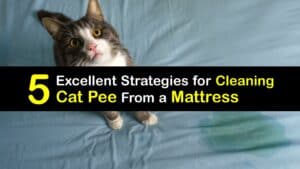How to Clean Cat Pee From a Mattress titleimg1