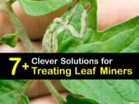 How to Treat Leaf Miners titleimg1