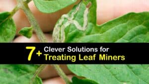 How to Treat Leaf Miners titleimg1